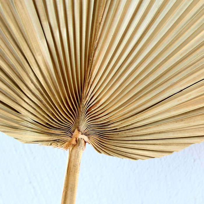 Bambu Dekor Dekoratif Palmiye Yelpaze03 48x30x70